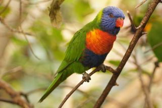 Trichoglossus haematodus caeruleiceps - Blasskopf-Allfarblori